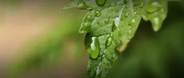 Dieses Bild zeigt ein grünes Blatt, auf dem mehrere Wassertropfen zu sehen sind.