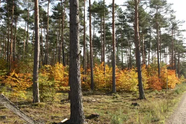 Dieses Bild zeigt einen Abschnitt des enercity-Waldes im Fuhrberger Feld.