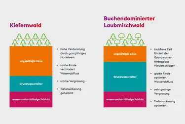 Dieses Schaubild zeigt die drei Schichten der Böden von Kiefernwäldern und Laubmischwäldern im Vergleich.